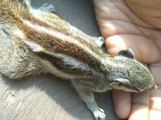 Wovlou-1.jpg