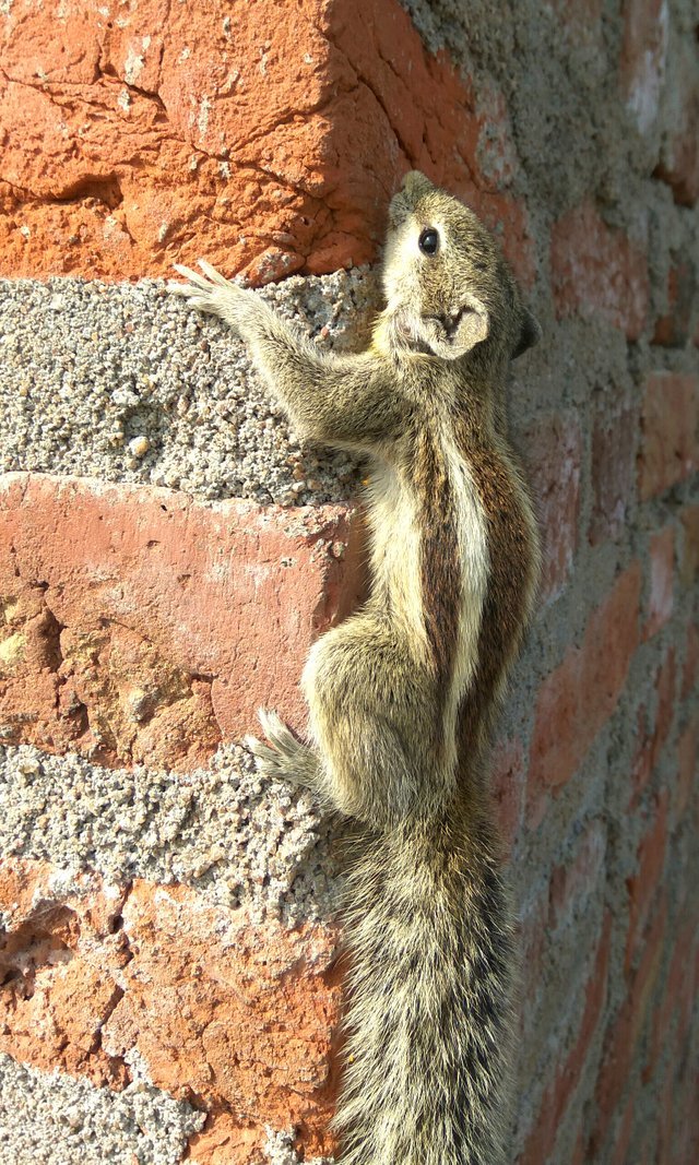 wovlou_img4.jpg