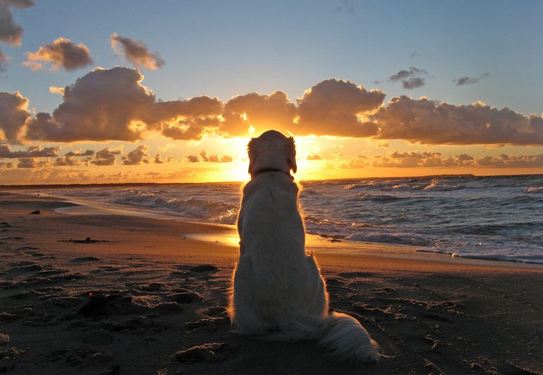 dog-enjoys-a-beautiful-sunset-somewhere-out-there.jpg