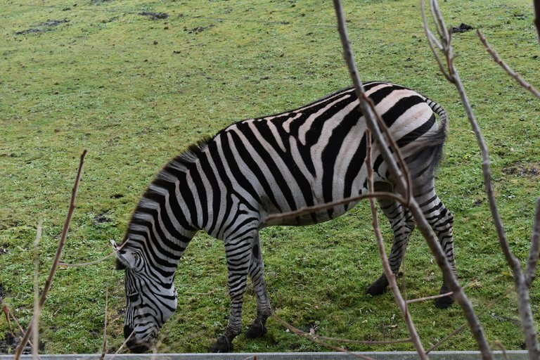 zebra.jpg