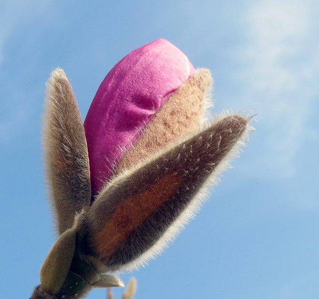 magnolia-937736_640.jpg