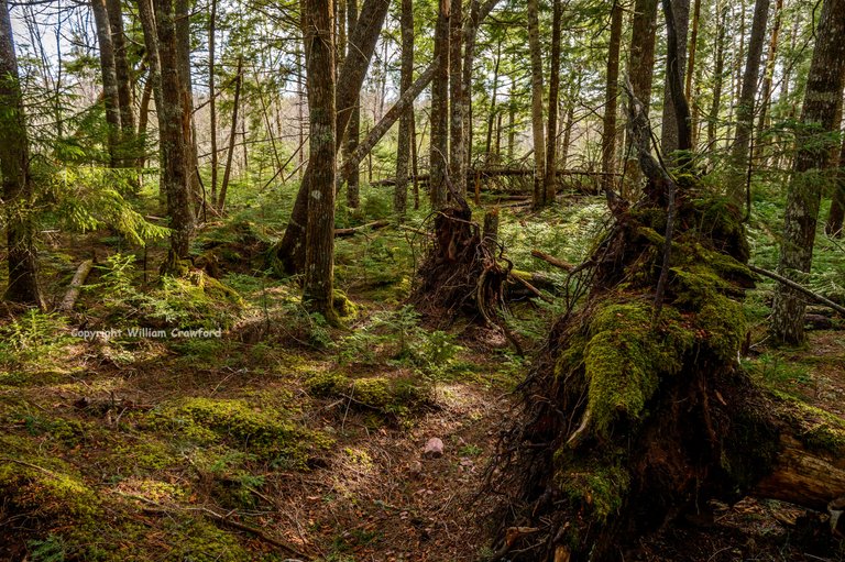 The Green Forests of Nova Scotia.jpg