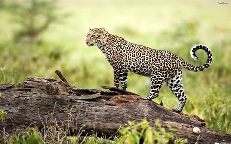 leopard-wallpaper.jpg