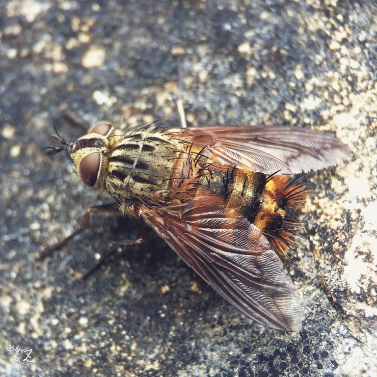 i-macro-43.jpg