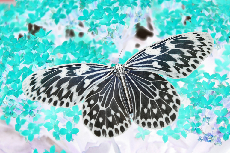butterfly-1218884_1920.png