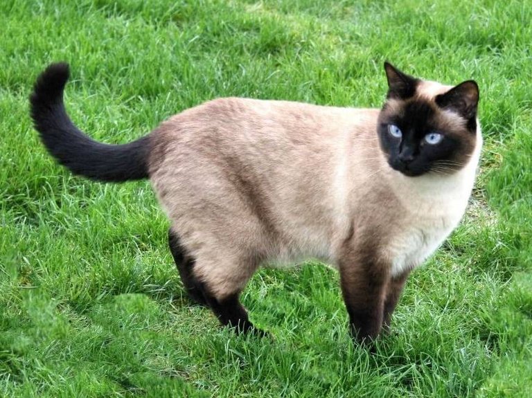 siamese-cat.jpg