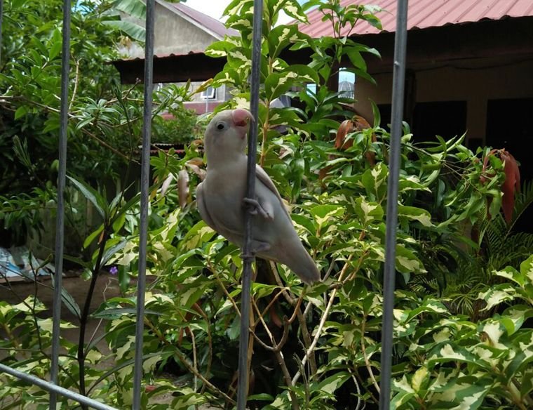 Wow.. Saya Kedatangan Love Bird Albino01.jpg