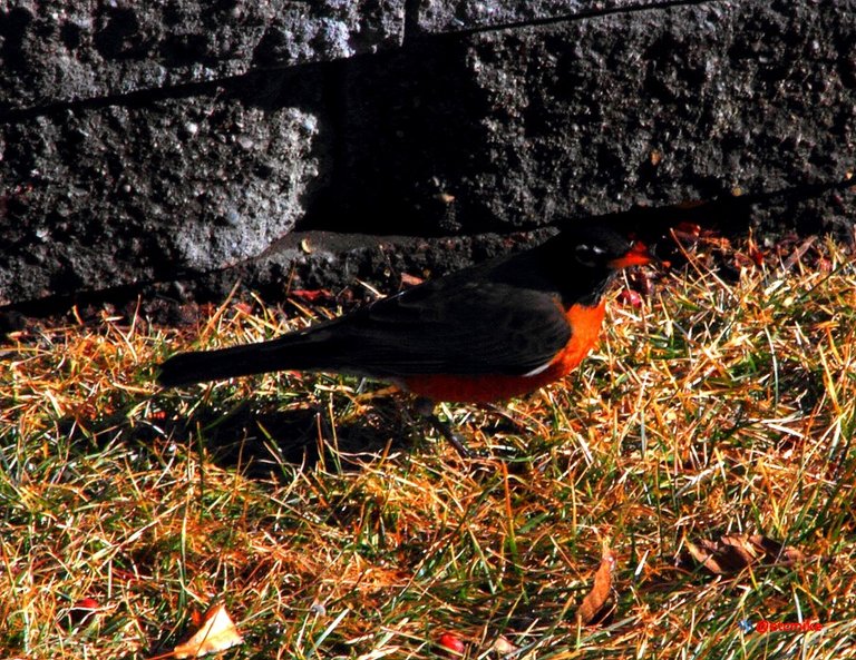 American Robin Arobin03.JPG