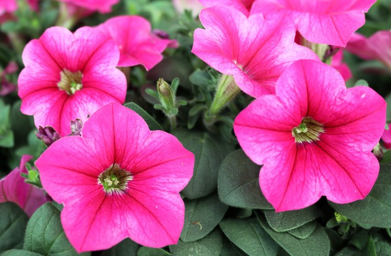 Pink Petunias.JPG