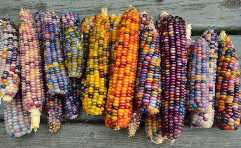 Glass-Gem-Corn-Colors.jpg