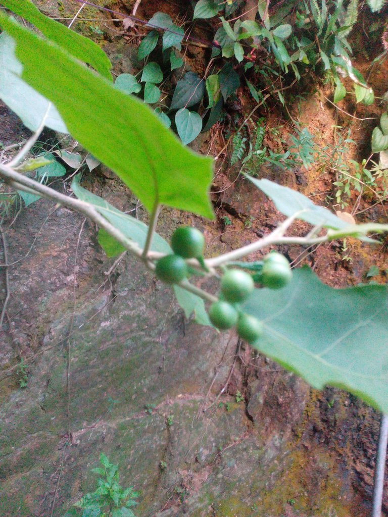 IMG_20170825_064146.jpg