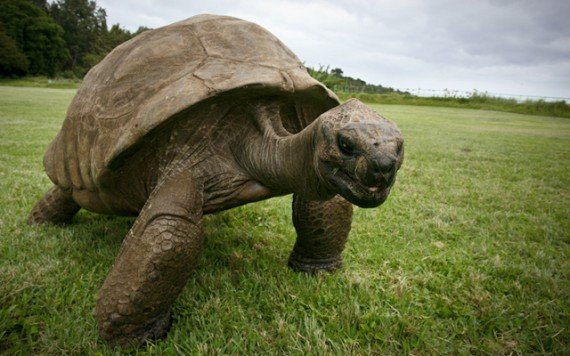 jonathan-the-tortoise-570x356.jpg