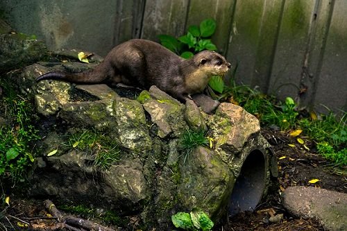 Otter Sanctuary.jpg