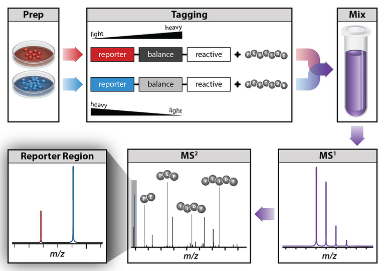 800px-Isobaric_labeling.png