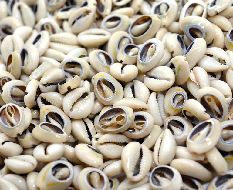 100-sliced-cowrie-shells-cowry-shell-medium-size-sliced-shells-natural-shells-b565-5997180e1.jpg