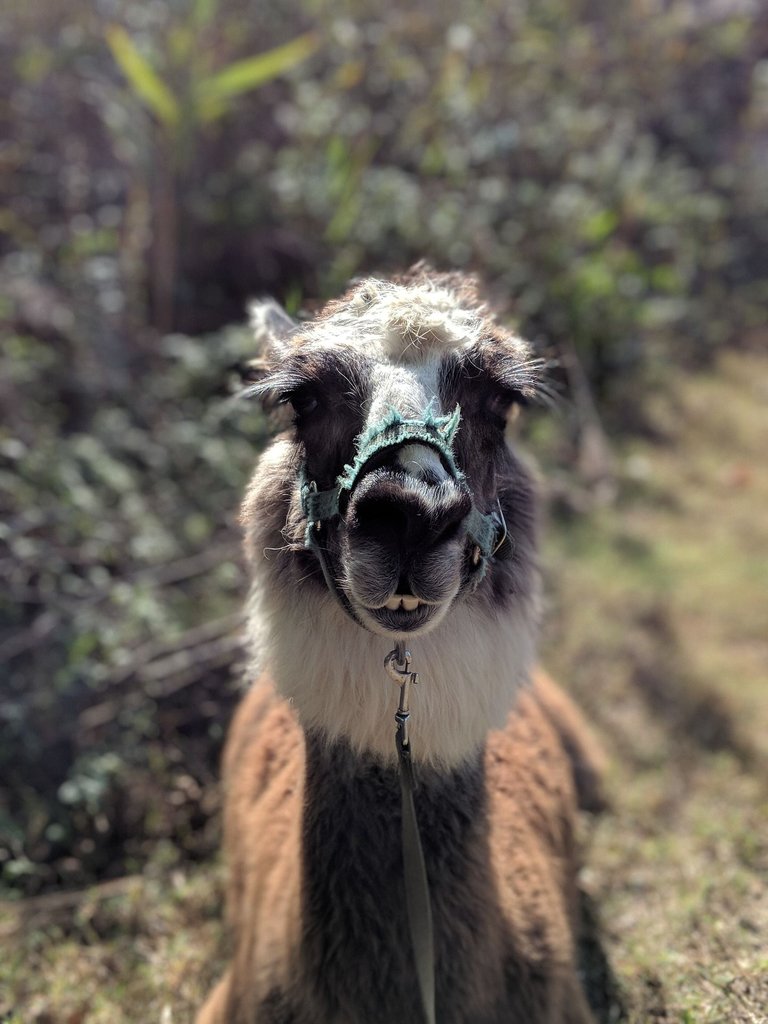 llama-2899742_1920.jpg