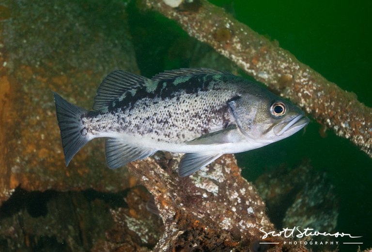 Black Rockfish-3.jpg