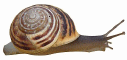 Snail 60HS P1.jpg