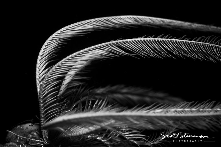 Feather star-1.jpg