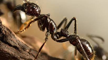 140807133102_homni_giant_ants_304x171_getty_nocredit.jpg