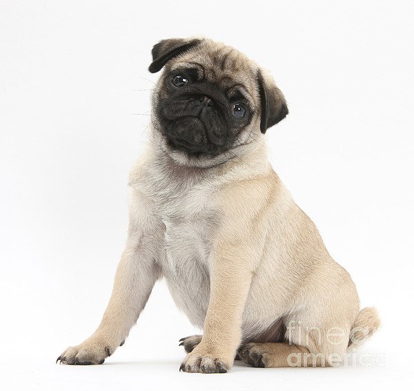 7-fawn-pug-pup-mark-taylor.jpg