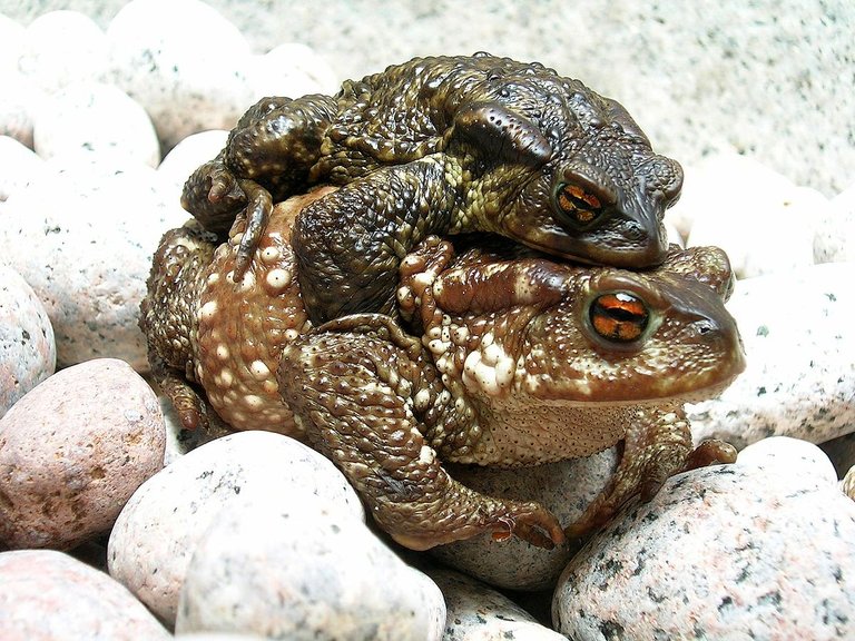 Bufo_bufo_couple_during_migration(2005).jpg