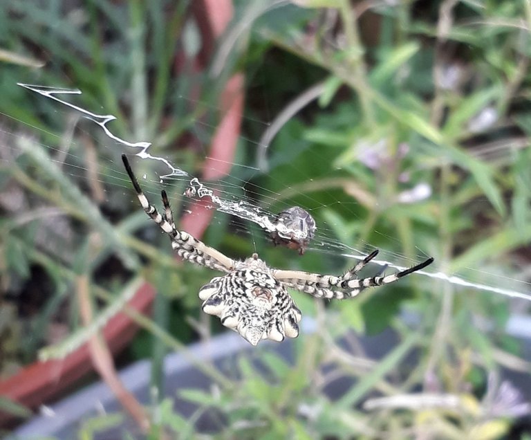 garden orb spider vertical.jpg
