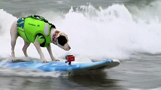 surf dog.jpg