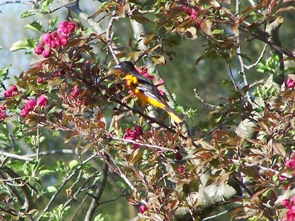 Baltimore oriole in crab tree1 crop May 2014.jpg