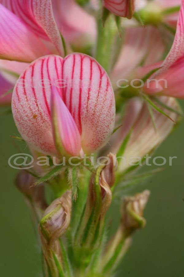 Живой мир_Эспарцет донской (Onobrychis tanaitica)_IMG_1548.jpg