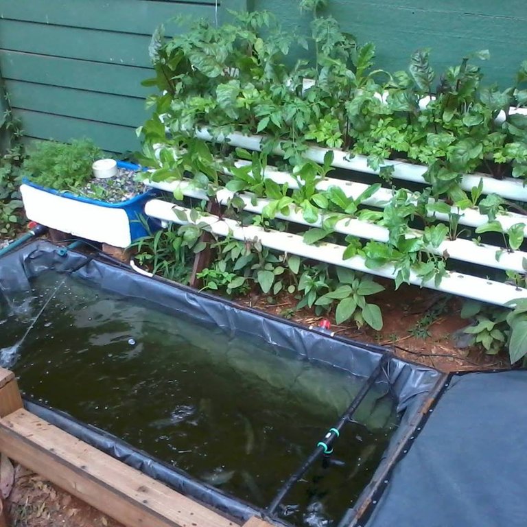 aquaponics mary.jpg