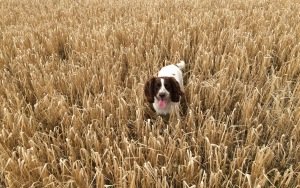 dog_field_grass_walk_117321_300x188.jpg