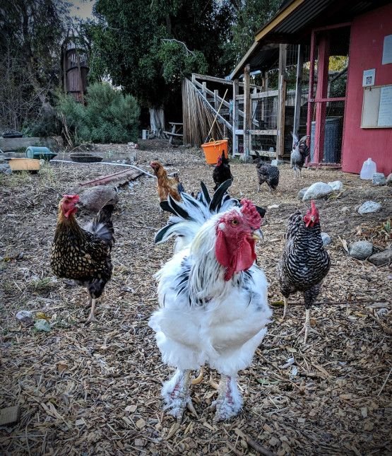 happy chickens.jpg