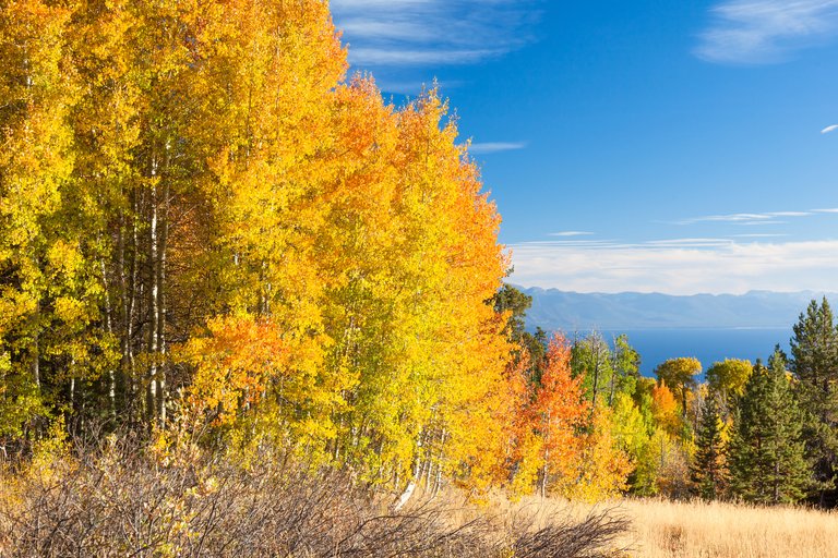 Aspens Above Lake Tahoe 2(1).jpg