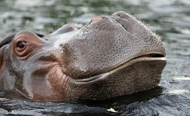 Hippo-face-web620.jpg