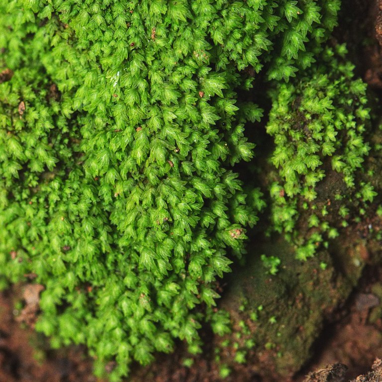 Moss 00 1.jpg