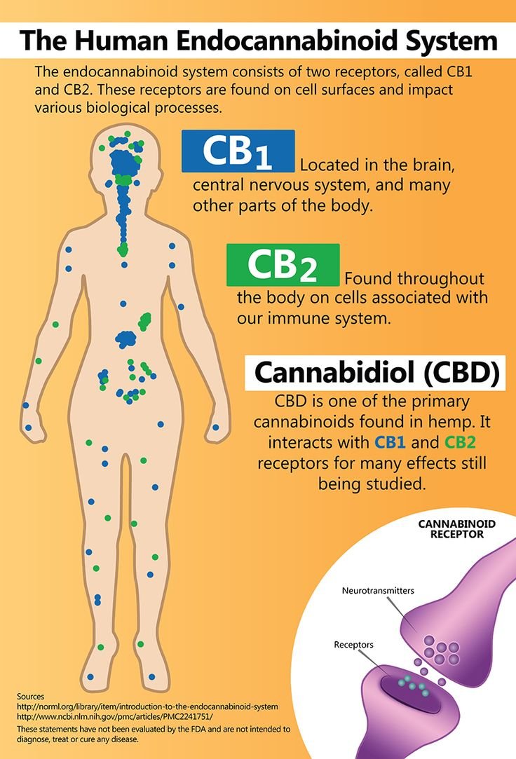 endocannabiniod-cbd.jpg