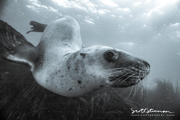 Stellar Sea lion-1.jpg