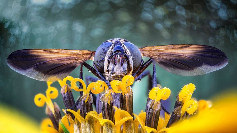 20170728 Close-up of a fly on flower stamens 1920x1080.jpg