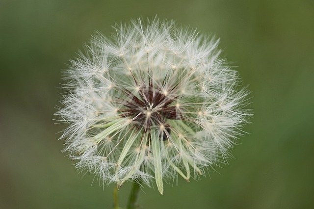 dandelion-805346_640.jpg