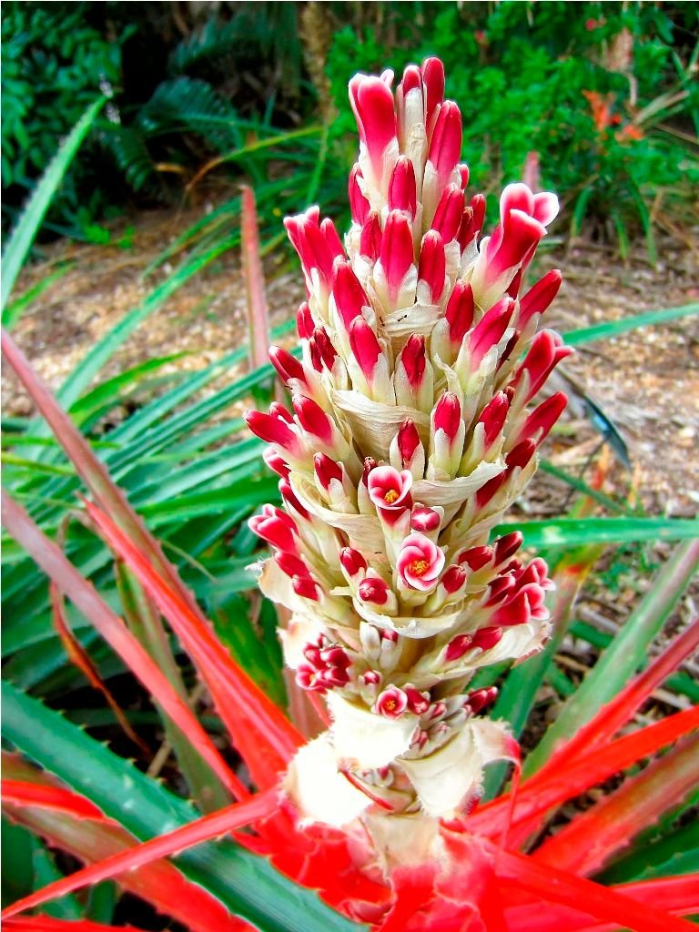 Bromelia-pinguin-L.jpg