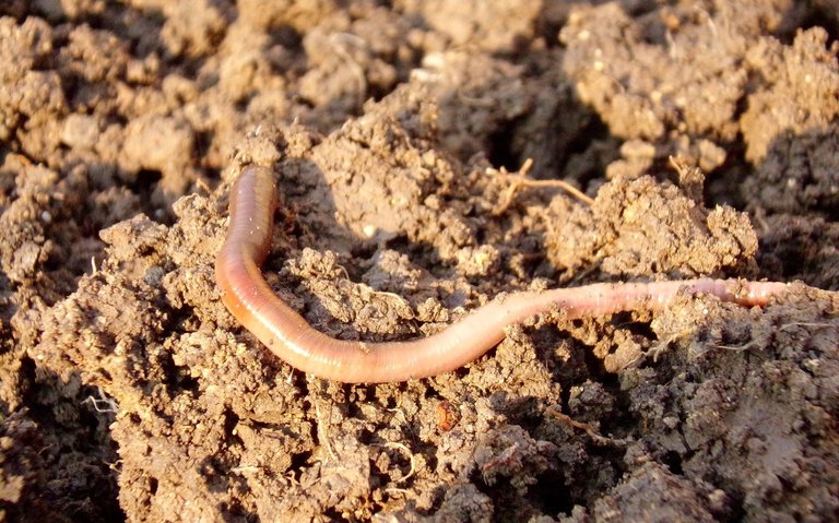 earthworm-686592_1920-straight.jpg