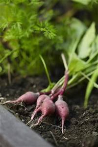 herbs chervil with radishes.jpg