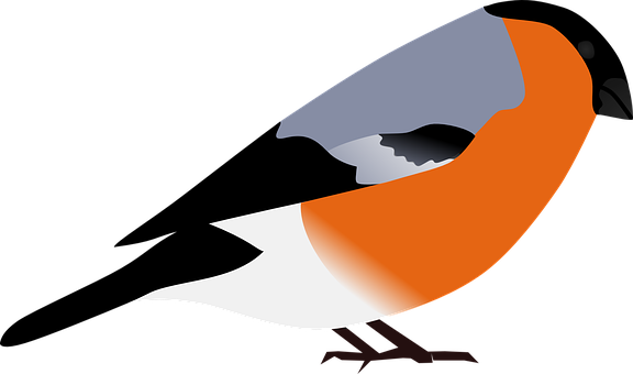 bullfinch-155209__340.png