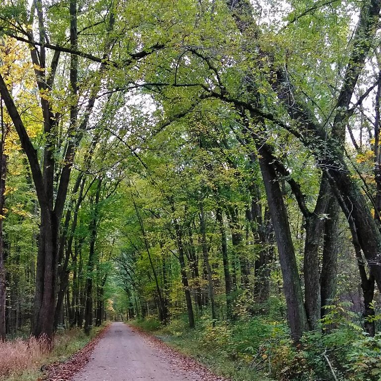 treesinwoodsroad.jpg