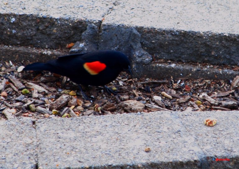 red-winged red winged blackbird PFW17sun-07.JPG