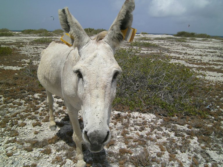 donkey-2662005_1920.jpg