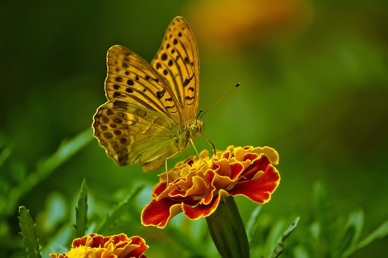 butterfly-1829404_1920.jpg