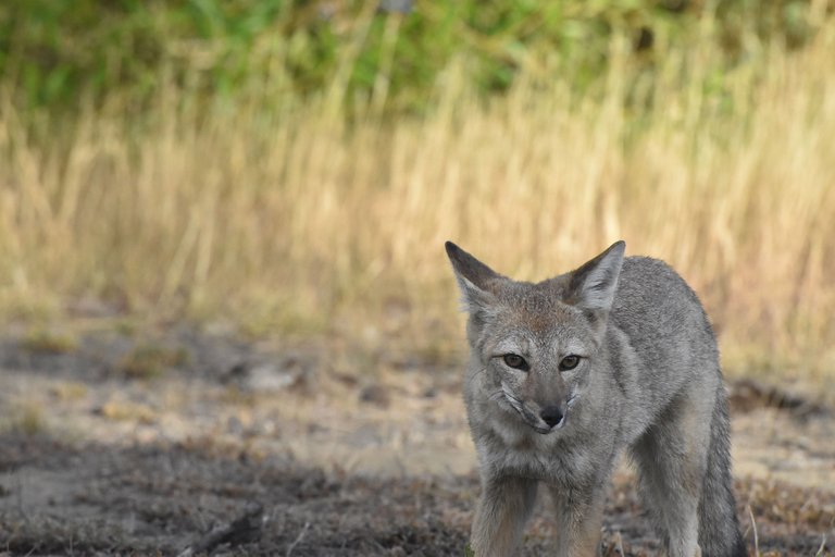 fox-grass.jpg