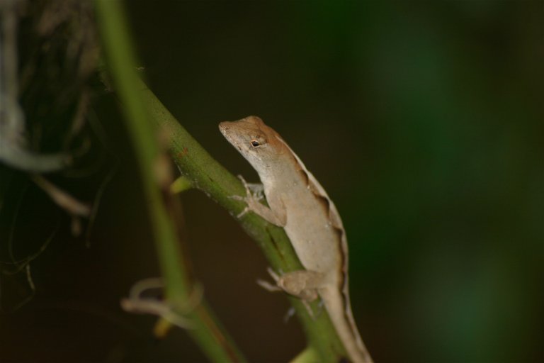 lizard 4-5.jpg